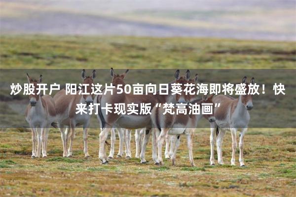 炒股开户 阳江这片50亩向日葵花海即将盛放！快来打卡现实版“梵高油画”