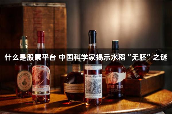 什么是股票平台 中国科学家揭示水稻“无胚”之谜