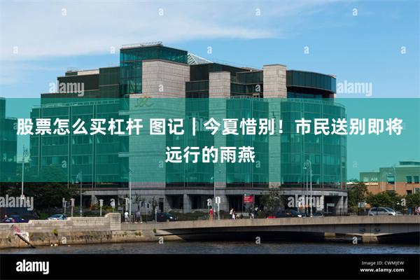 股票怎么买杠杆 图记｜今夏惜别！市民送别即将远行的雨燕